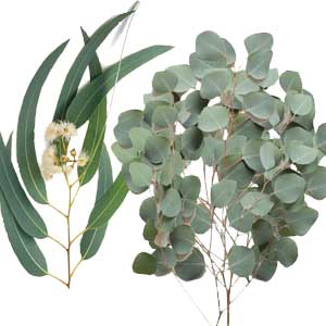 خمیر دندان کلگیت گیاهی