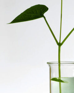 لوسیون آنوا