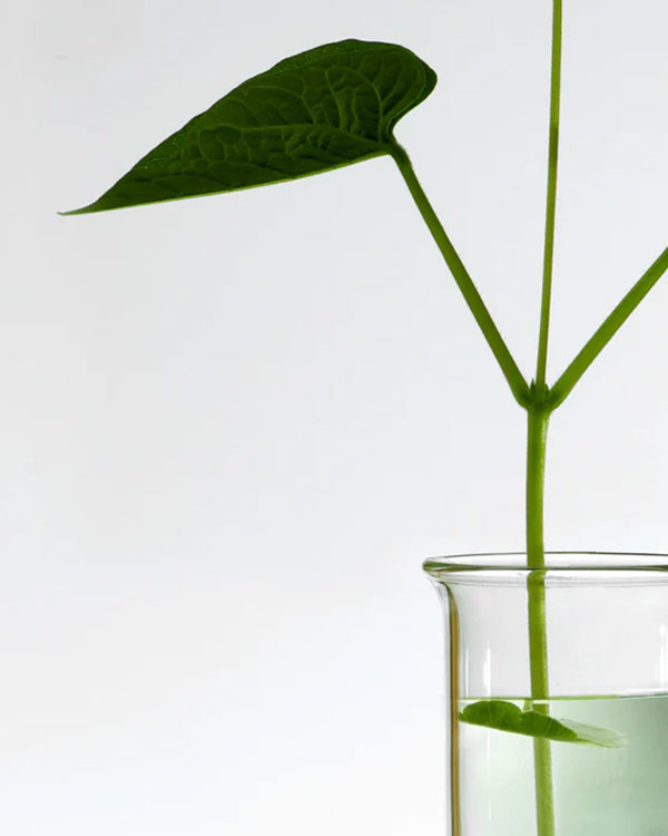 لوسیون آنوا