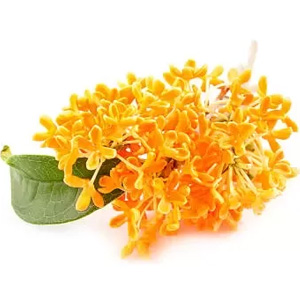 خمیر دندان مارویس