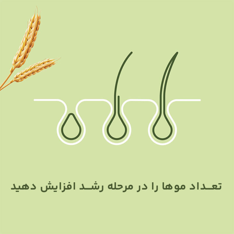 مکمل پریورین مناسب درمان ریزش موی هورمونی و تغذیه‌ای