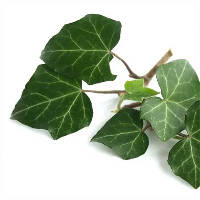 شامپو بیوکسین سیر سیاه