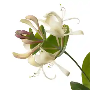 روغن دانه گل پیچ امین الدوله برای شفافیت پوست